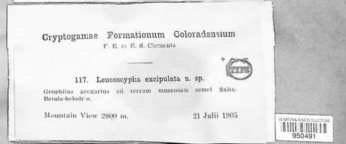 Octospora leucoloma image